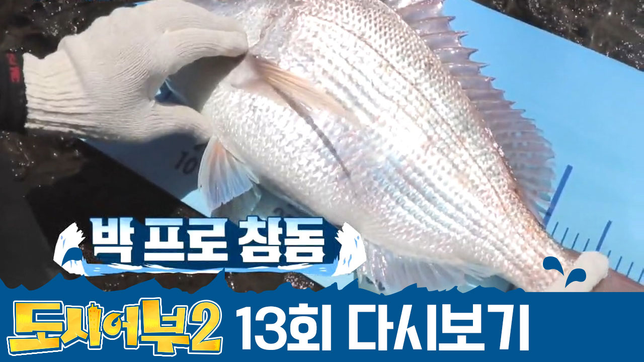 ※역시는 역시※ 국가대표 박 프로! 그의 참돔은 71cm(=경규 기록)를 넘을 것인가?ㄷㄷ