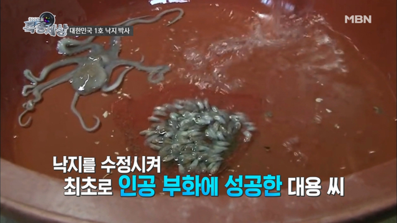 국내 최초! 낙지 인공 부화에 성공했다?! - kakaoTV 국내 최초! 낙지 인공 부화에 성공했다?!