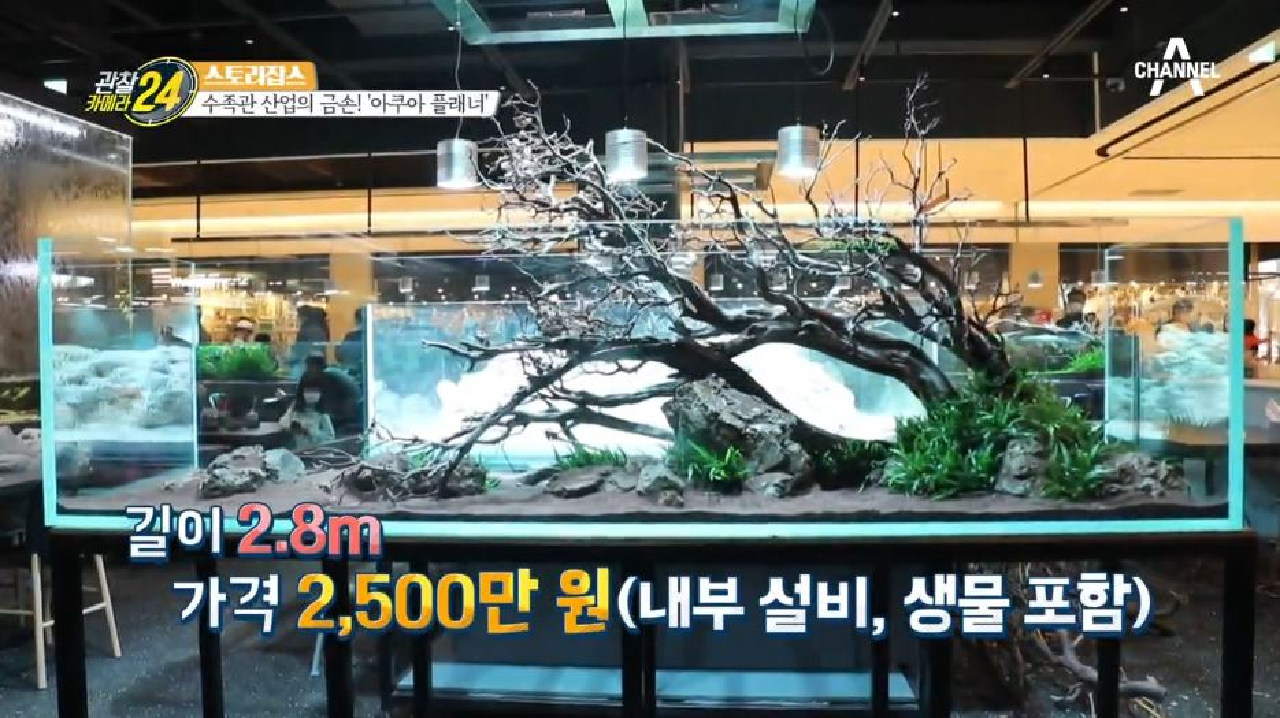수족관 산업의 금손 '아쿠아 플래너', 수족관 제작 과정 전격 관찰!