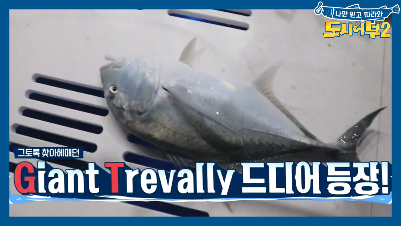 ♥덕화의 인생고기♥ 하루종일 찾아 헤매던 자이언트 트레발리 드디어 등장하...