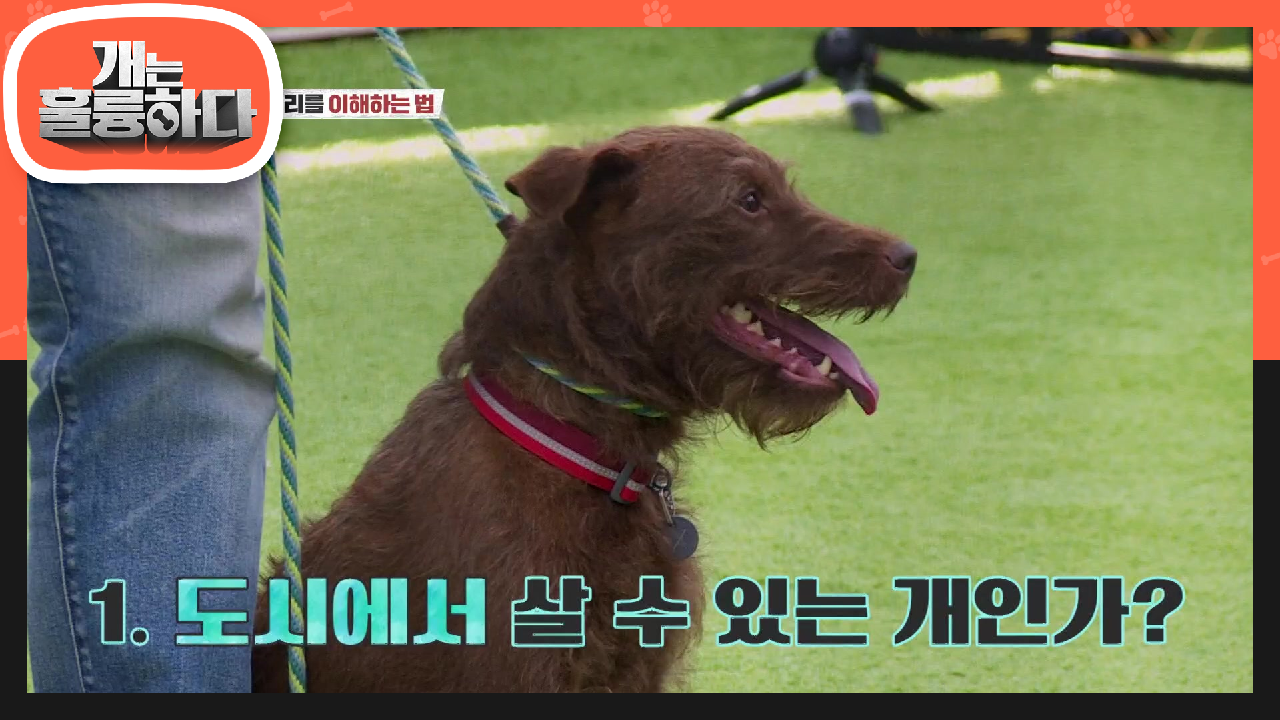 훈련에 앞서 판단해 봐야 할 것들! 계속해서 키울 수 있는지를 물어보는 강훈련사♨ | KBS 210816 방송