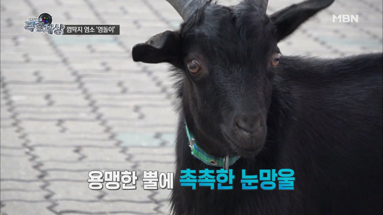 도심의 한 병원 흑염소가 나타났다? - kakaoTV 도심의 한 병원 흑염소가 나타났다?