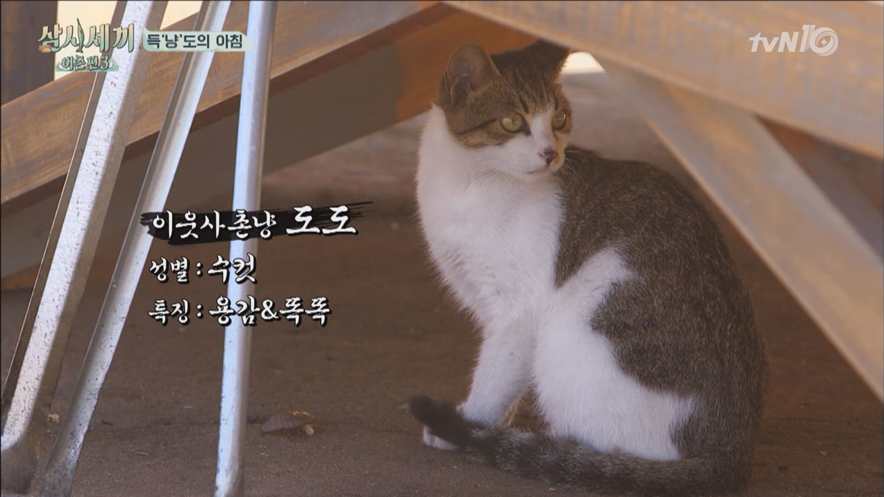 득'냥'도 옆집냥이 도도의 한우 스틸사건