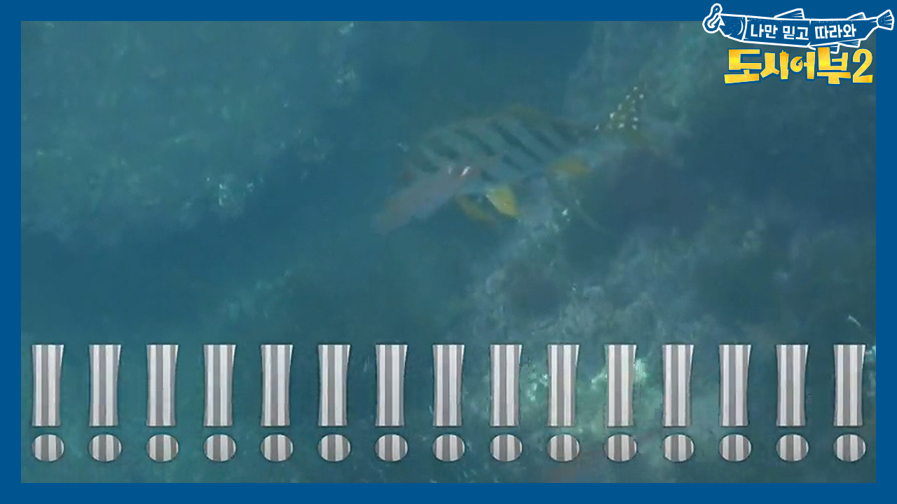 돌돔이 안 나오면 우리가 바다로 들어간다! 카메라로 낚아온 돌돔의 진실은...