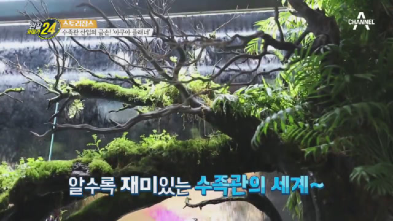 입으로는 커피 음미, 눈으로는 수족관 감상! 물멍의 힘