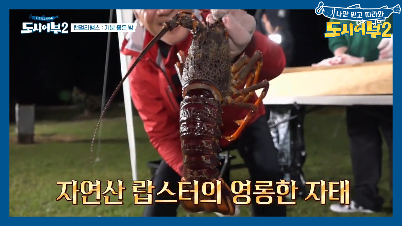 ♨꺅~ 침샘주의♨ 보기만 해도 군침 도는 뉴질랜드 자연산 랍스터♥ㅁ♥