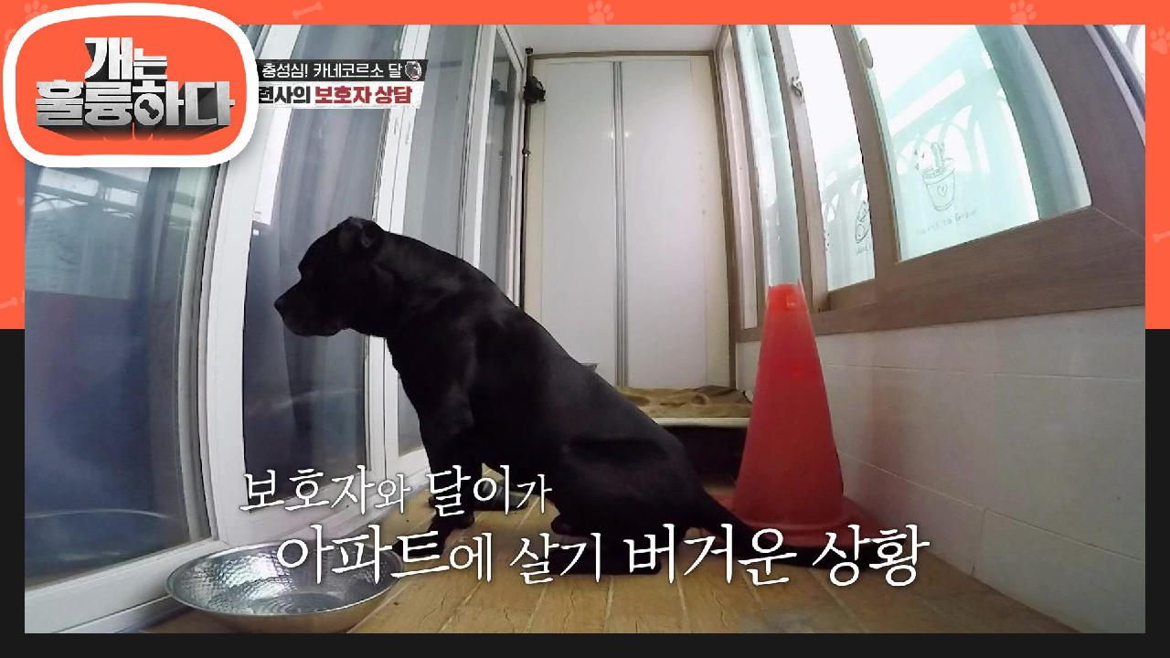 쉽지 않은 선택인 카네코르소! 보호자도 지인들에게 추천하기 쉽지 않은 견종! | KBS 210621 방송