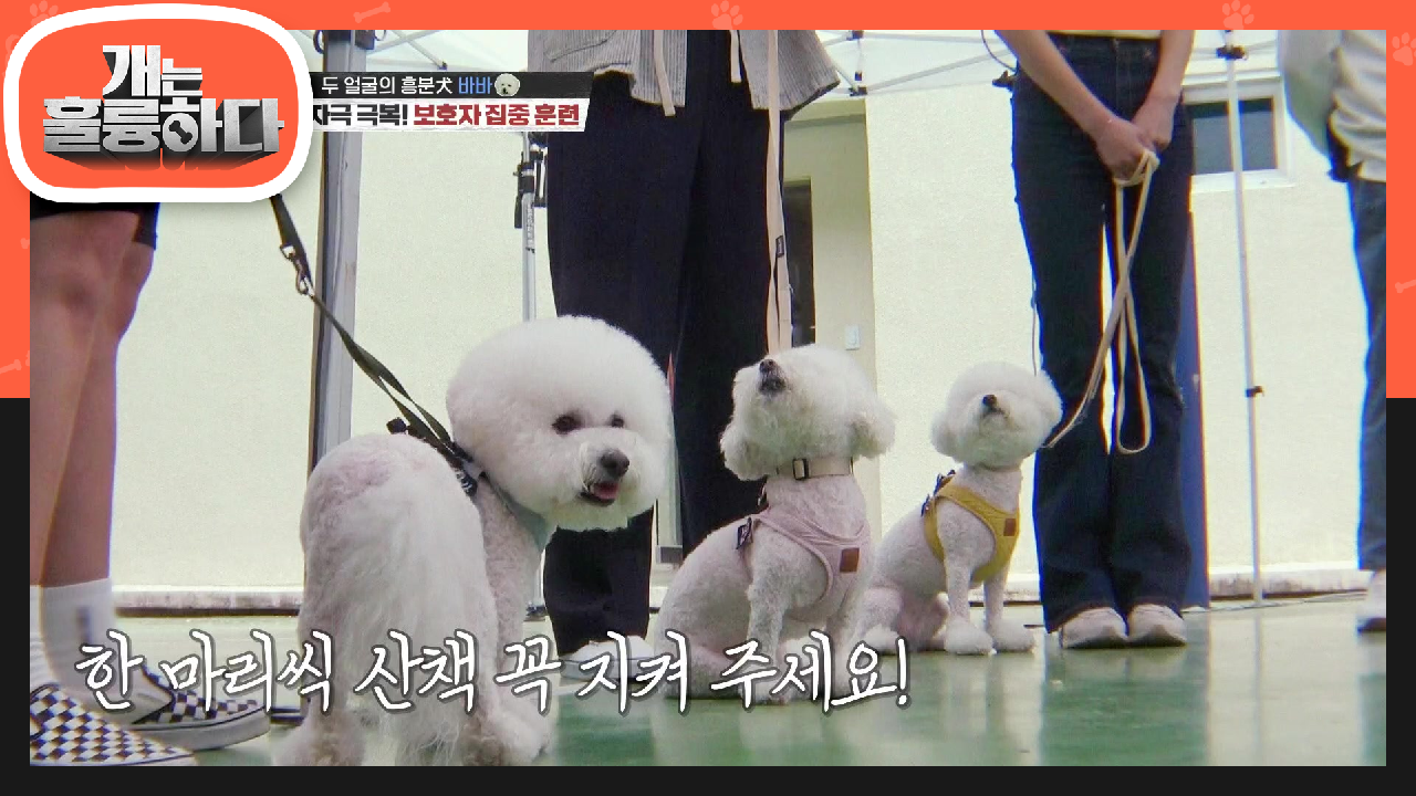 한마리씩 산책하기☆ 앞으로의 가능성이 보이는 아이들에게 중요한 것! | KBS 210607 방송