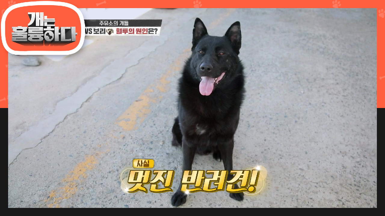 사실은 멋진 개체인 잭! 다견가정에서 더욱 중요한 성비♨ | KBS 210510 방송