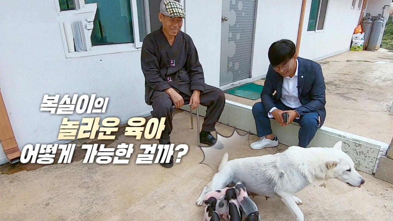 사람보다 대단한 ‘모성애 犬’ 복실이의 육아 - kakaoTV 사람보다 대단한 ‘모성애 犬’ 복실이의 육아