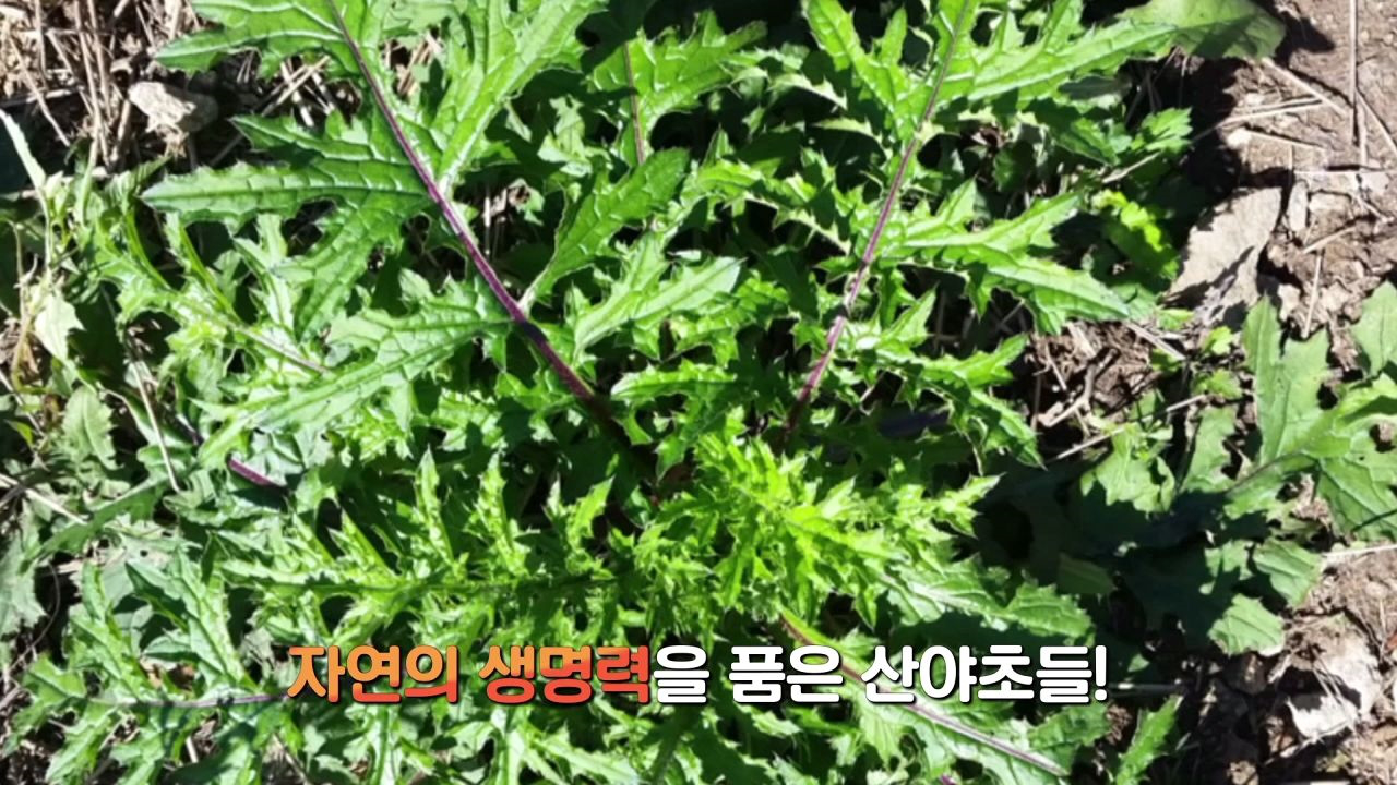 우리 몸에 좋은 산야초 효소를 아십니까? - kakaoTV 우리 몸에 좋은 산야초 효소를 아십니까?