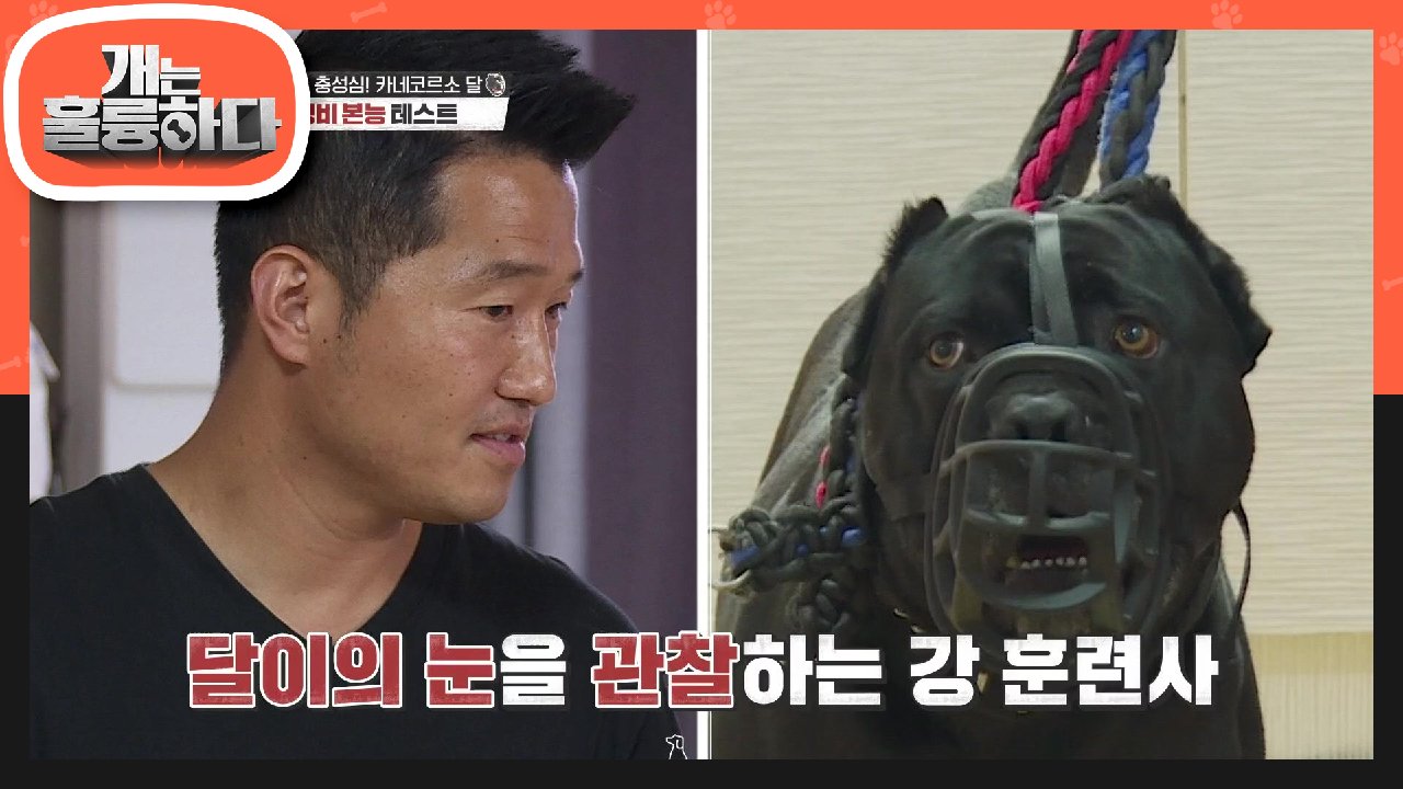 한시도 눈을 뗄 수 없는 긴장 상태♨ 점점 극에 달해 가는 달이의 경비 본능! | KBS 210621 방송