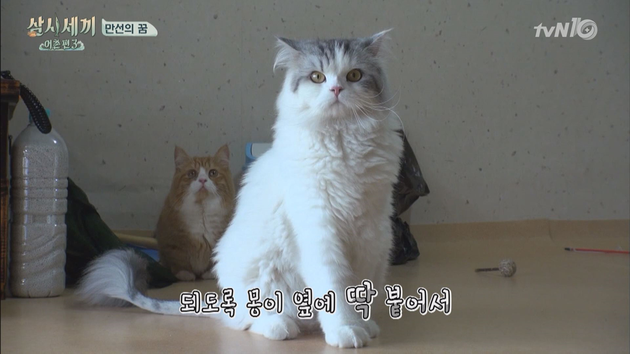 숏다리 몽이와 롱다리 쿵이의 세끼집 체험