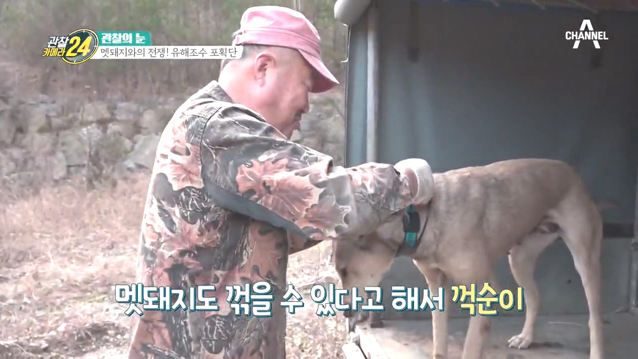 멧돼지 몰이 전문, 멧돼지 사냥에서 드러나는 엽견들의 실력!