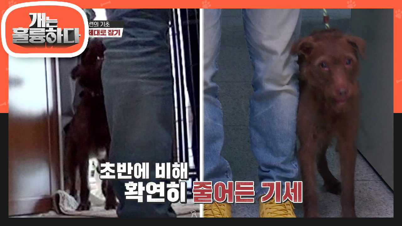 강훈련사의 통제에 줄어든 보리의 기세?! 훈련의 시작은 목줄 제대로 잡기☆ | KBS 210816 방송