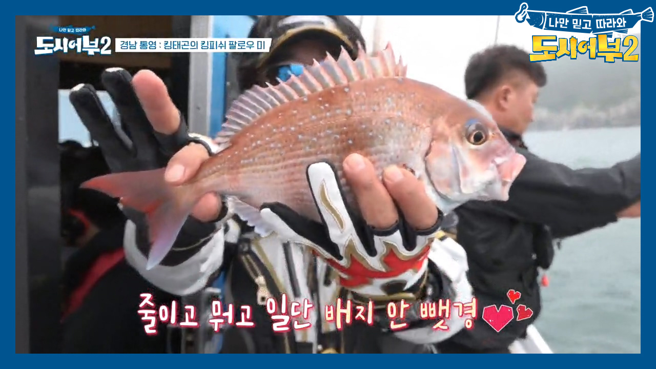 극과 극의 결과☞ 같은 매듭에도 3짜 참돔 잡은 박 프로 VS 터져버린 ...