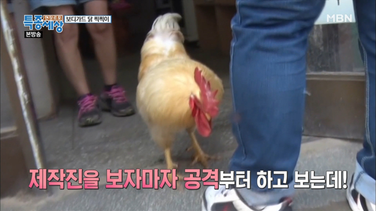 제작진을 보자마자 공격하는 닭 찍찍이! - kakaoTV 제작진을 보자마자 공격하는 닭 찍찍이!