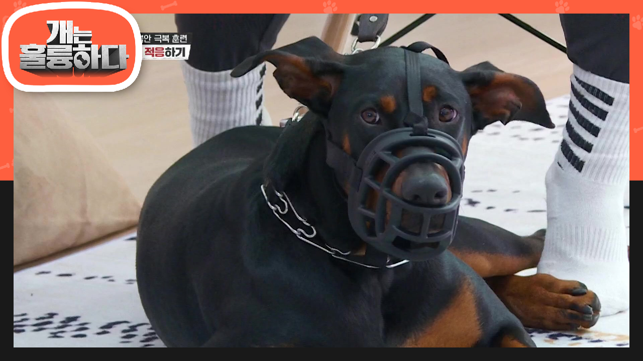 이제는 다른 개가 된 비앙카! 앞으로 행복한 비앙카가 되기를! | KBS 210705 방송