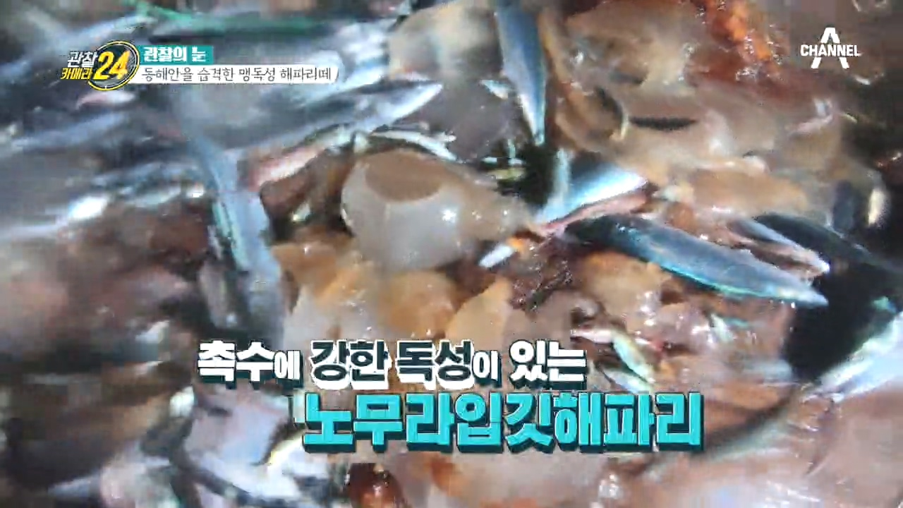 독성 강한 '노무라입깃해파리'... 방어잡이 배에서 방어보다 더 많이 잡히는 해파리들