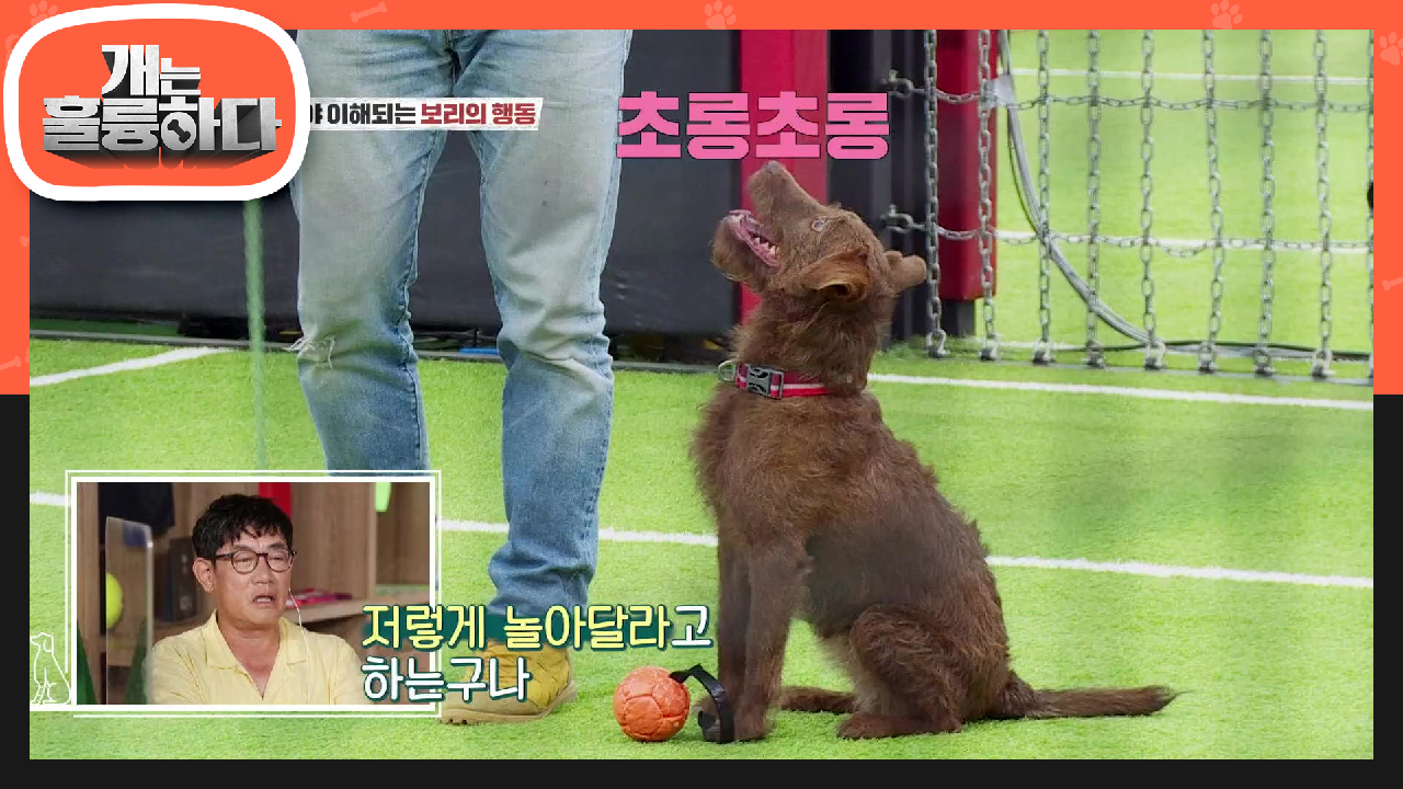 문제견이 맞는지 의심될 정도의 모습! 성향 분석을 하고 나니 이해되는 보리의 행동들! | KBS 210816 방송