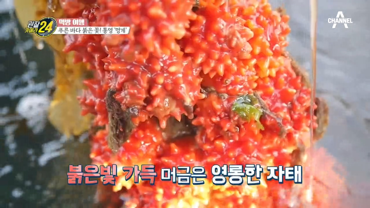 푸른 바다의 붉은 꽃♥ 통영에 핀 꽃 '멍게'