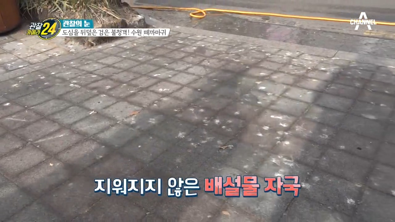 길거리를 가득 덮은 까마귀 똥... 떼까마귀가 수원으로 오는 까닭은?