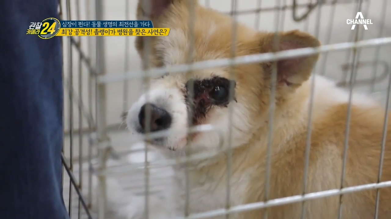 공격성 최강! '촐랭이'가 병원을 찾아온 까닭은? 안과x피부과의 환상 콜라보!