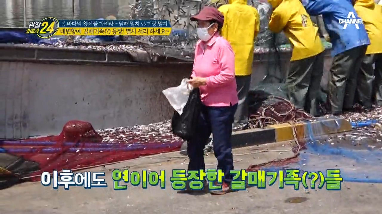 ※대변항에 나타난 인간 갈매기족(?)※ 이들이 당당하게 멸치 서리하는 이유는?!