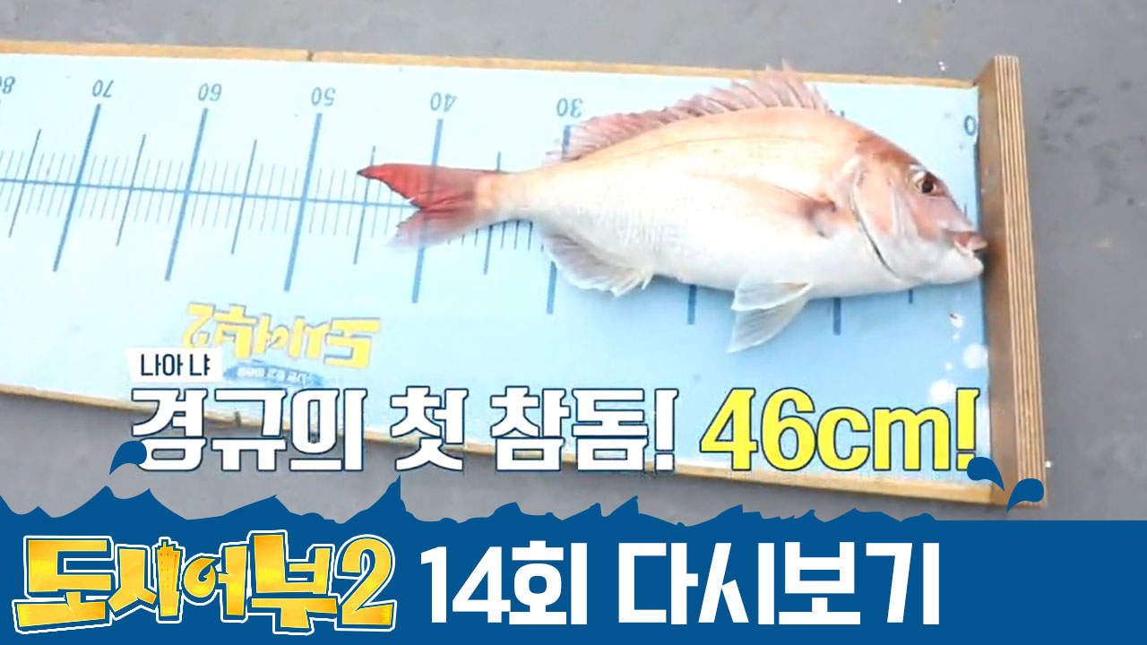 이것은 마치 톰과 제리 케미♥ 킹태곤의 견제에도 *참돔 2연타* 친 용왕의 아들 경규~!!