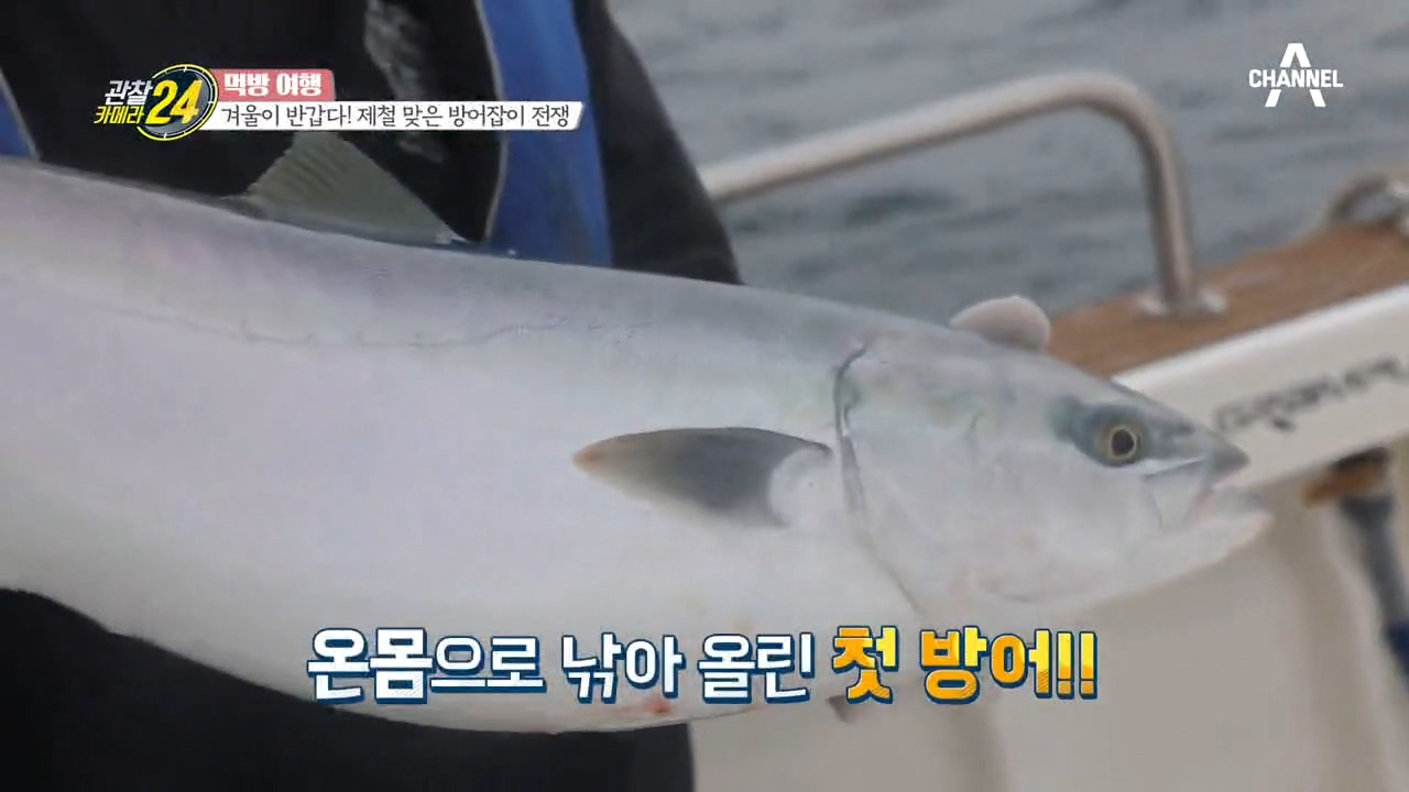 추운 겨울이 반가운 이유~* ~* 제철 맞은 방어잡이 전쟁