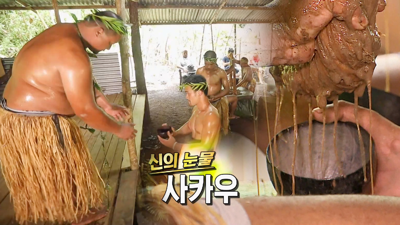 ‘신의 눈물’이라 불리우는 사카우, 끈적거리는 진액