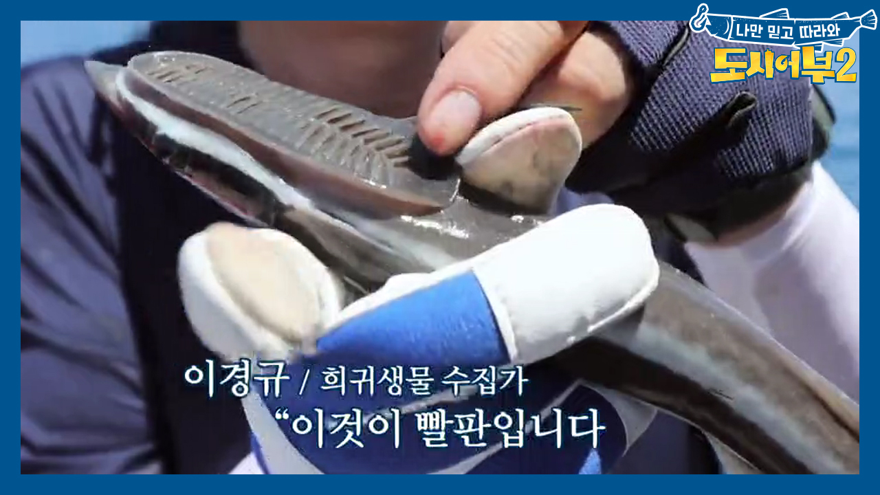 작으면 또 어떠하리♬♩ 시즌2에도 어김없이 나타난 쁘-띠 빨판상어♥