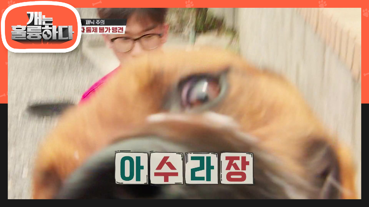 ※돌발상황※ 이 기분 마치 사파리..? 담 넘어에 있는 제작진들에게 달려든 사랑이! | KBS 210802 방송