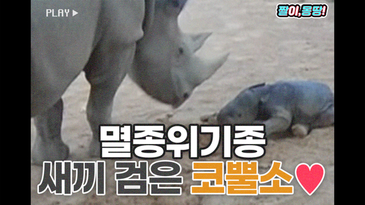 멸종위기종 검은 새끼 코뿔소 좀 보세요❤️ - kakaoTV 멸종위기종 검은 새끼 코뿔소 좀 보세요❤️