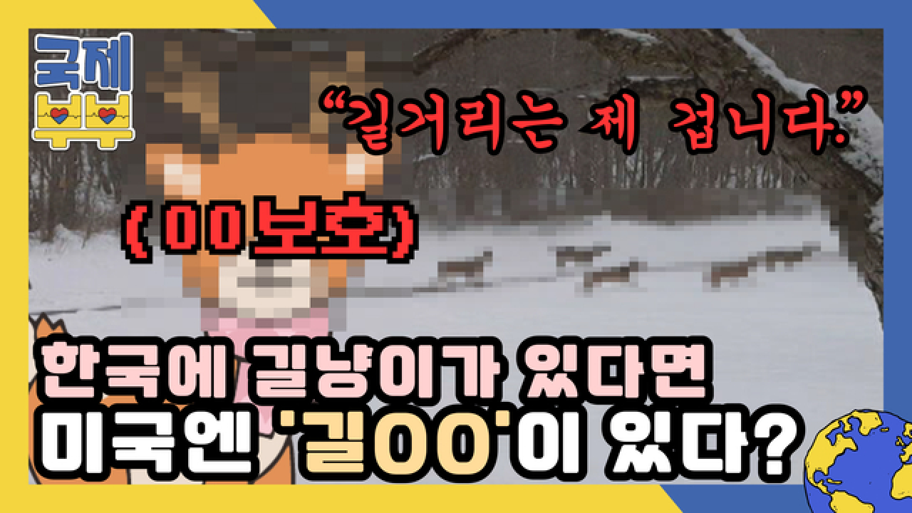 한국에 길냥이가 있다면 미국엔 &#39;길OO&#39;이 있다? 모두를 놀라게 한 동물의 정체는? MBN 210714 방송