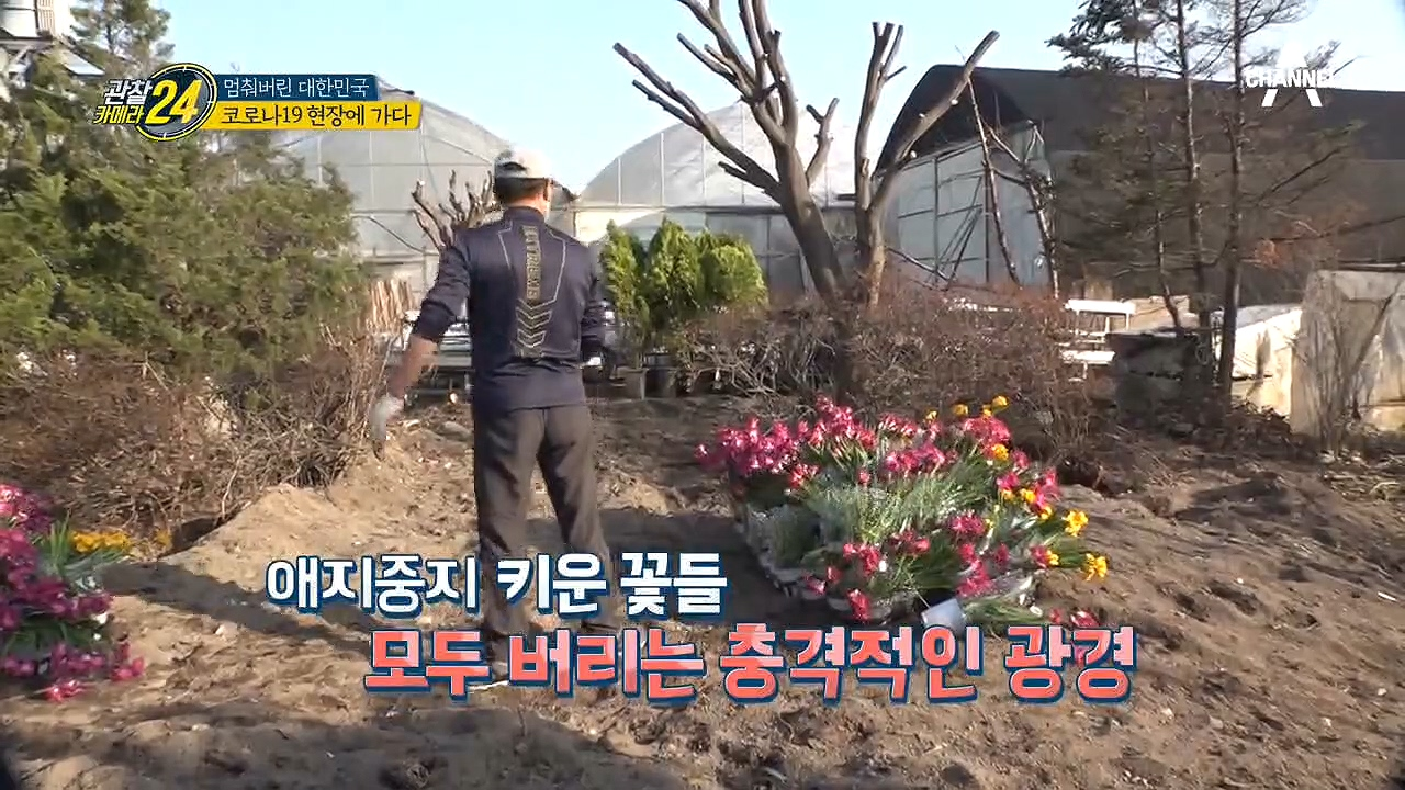 ㅠㅁㅠ시들기도 전에 폐기되는 꽃들.. 코로나로 흔들리는 꽃 상인들의 삶!