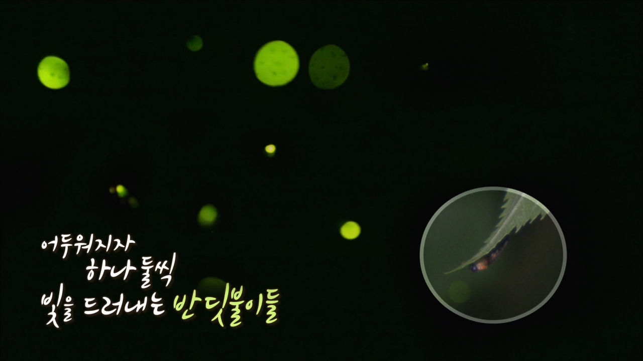 작고 예쁜 반딧불이 출연! 유난이 청정한 미얀마 생존지