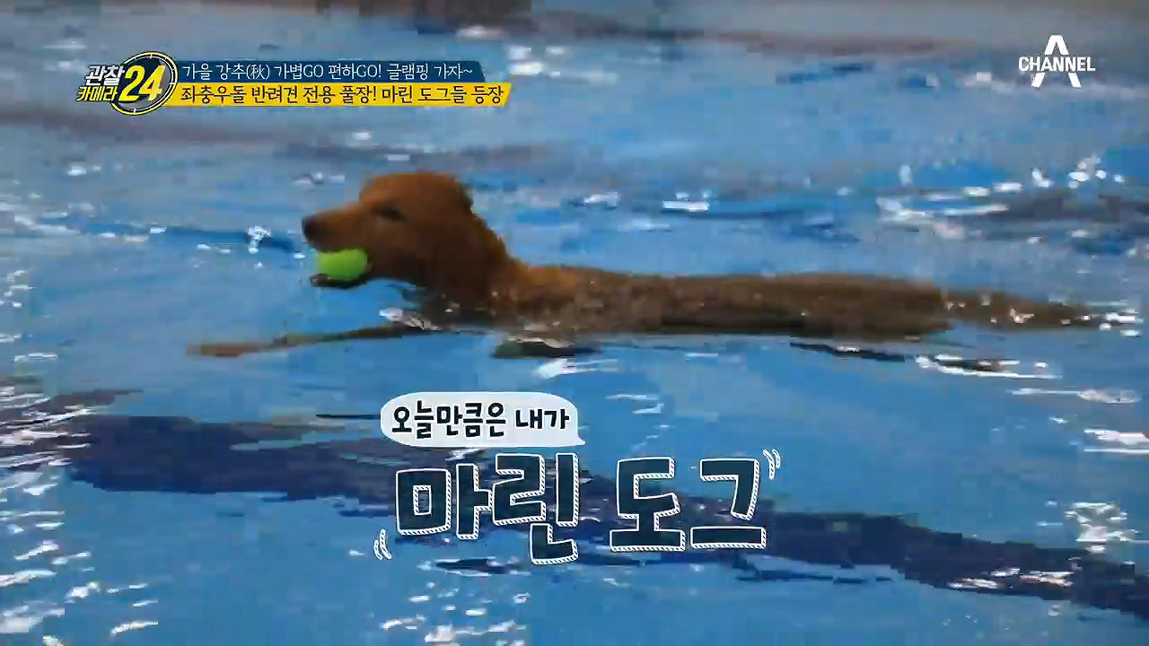 ↖마린 도그들의 등장↗ 반려견 전용 풀장에서의 수영 수업!?
