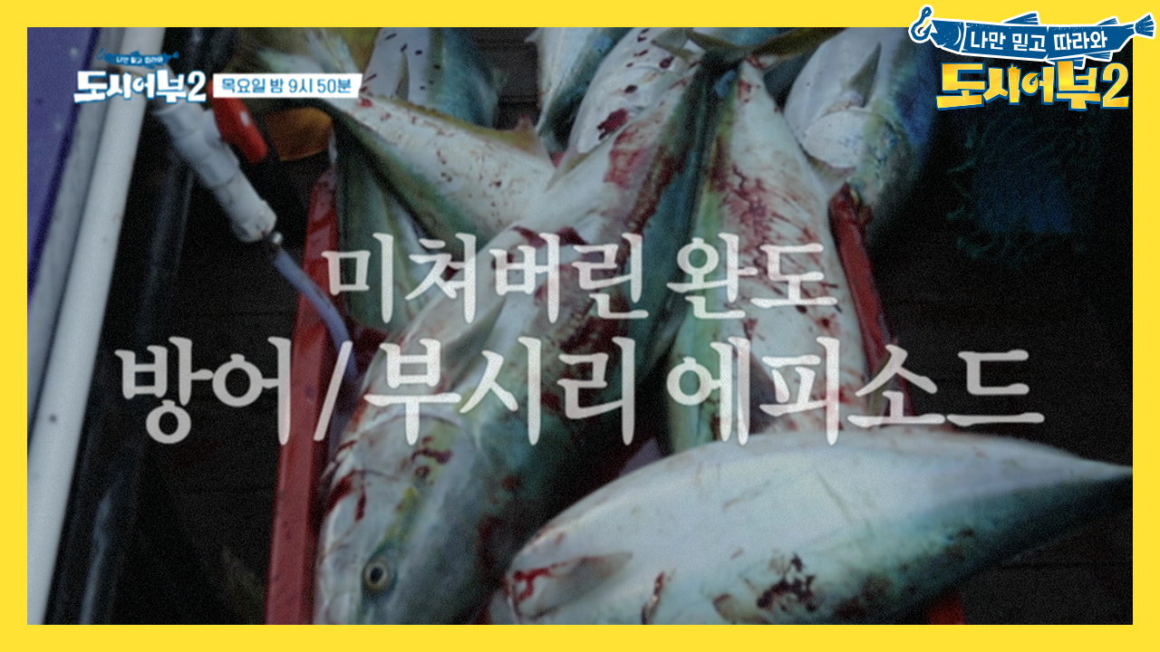[완도 방어부시리 특집 프롤로그] 히트 또 히트! 1년에 한 번 온다는 ...