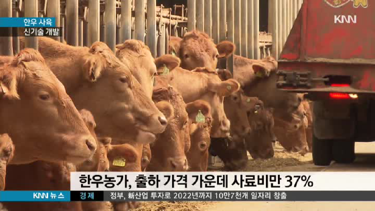 한우농가 희소식, 사육기간 줄이는 기술나왔다 - kakaoTV 한우농가 희소식, 사육기간 줄이는 기술나왔다