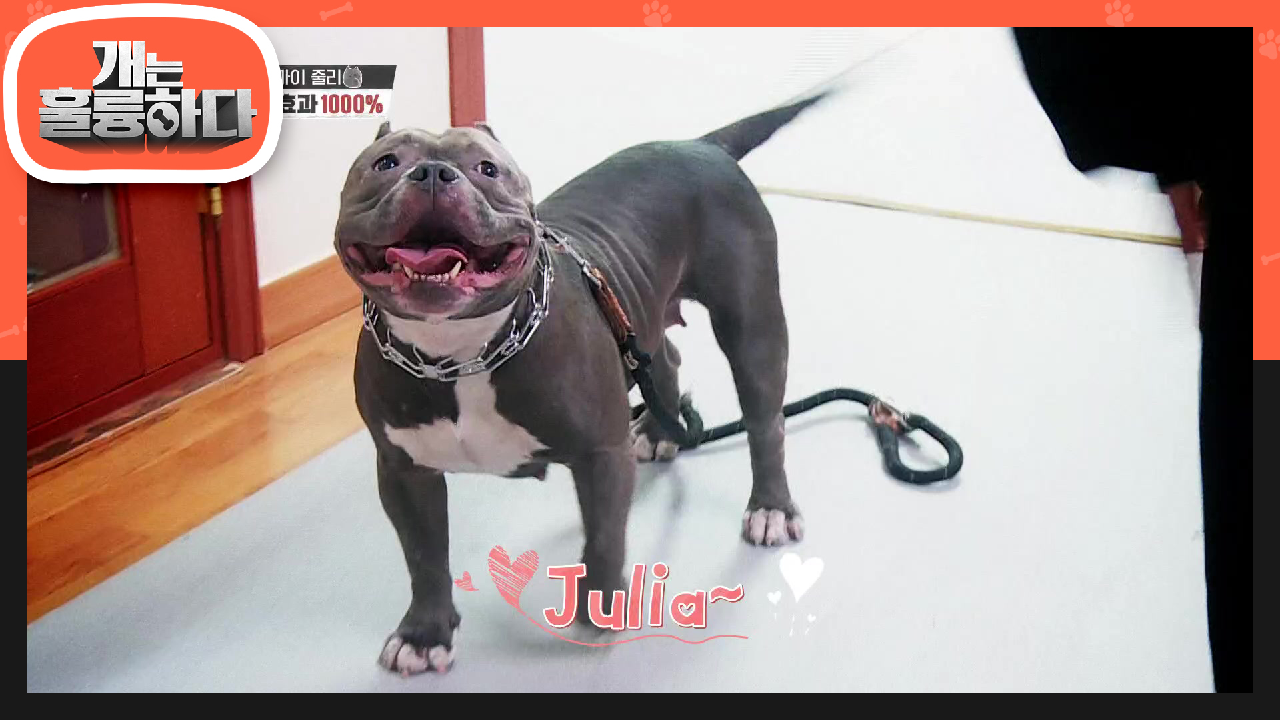 계속되는 초인종 둔감 교육에 조금씩 변화하는 줄리! | KBS 210503 방송