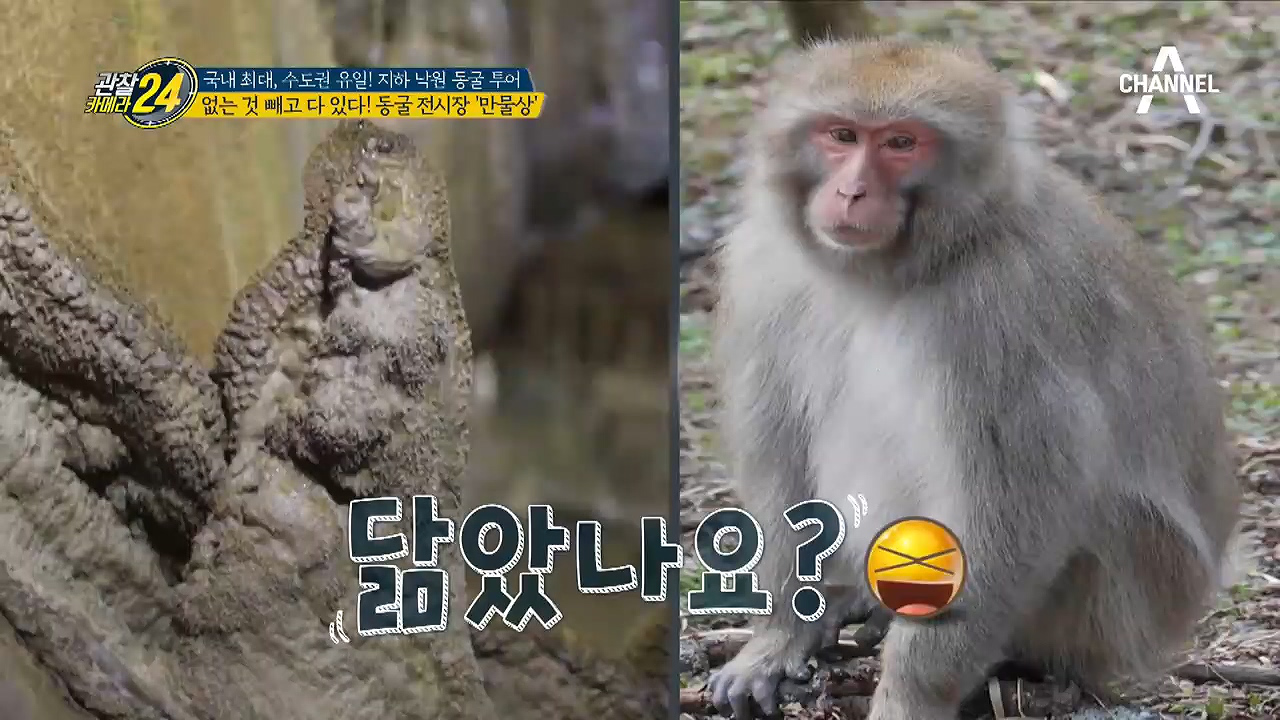 동굴에 원숭이가 산다?! 없는 게 없다!♨ 아기자기한 매력의 동굴 전시장...