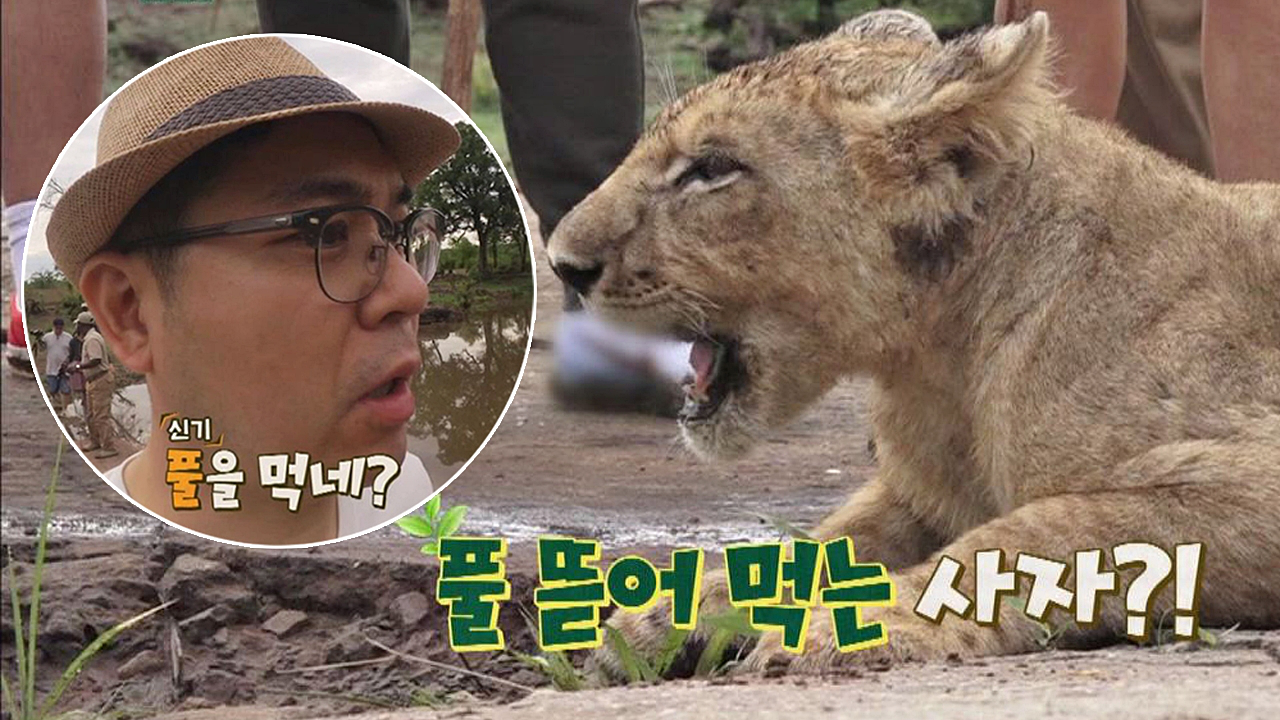 ※실제 상황※ 여러분~ 풀 뜯어 먹는 사자가 여기 있어요♥ - kakaoTV ※실제 상황※ 여러분~ 풀 뜯어 먹는 사자가 여기 있어요♥