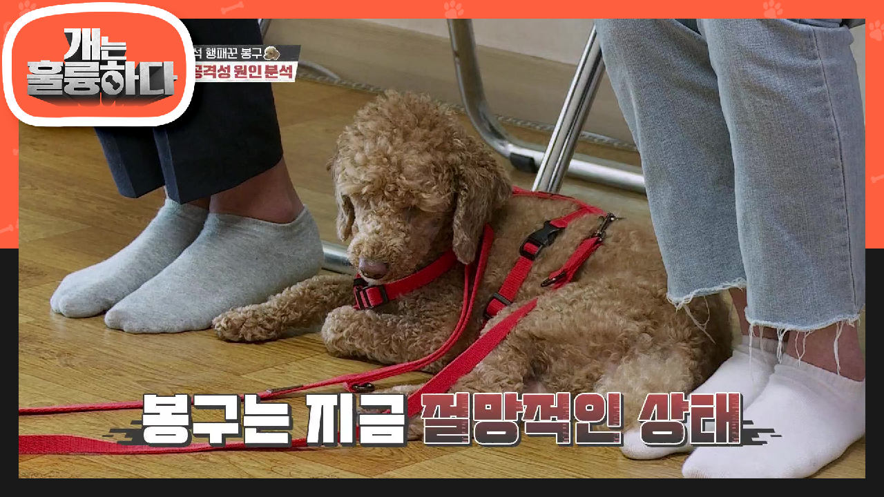 ※진정불가※ 봉구 공격성의 원인! 이제는 무엇이 더 안타까운지 결정해야 할 때☆ | KBS 210426 방송