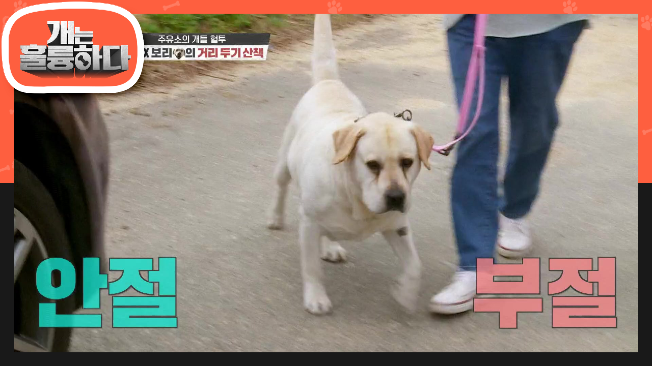 ※마음을 여는 둘※ 잭을 외면하는 보리와 아직까지 날 선 잭의 거리두기 산책! | KBS 210510 방송