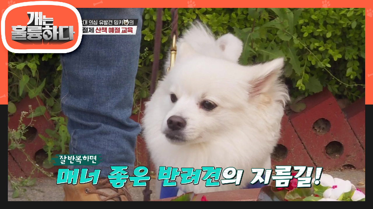 밍키는 간만에 인물값(?) 하는중~! 생각보다 순조로운 산책훈련! | KBS 210524 방송