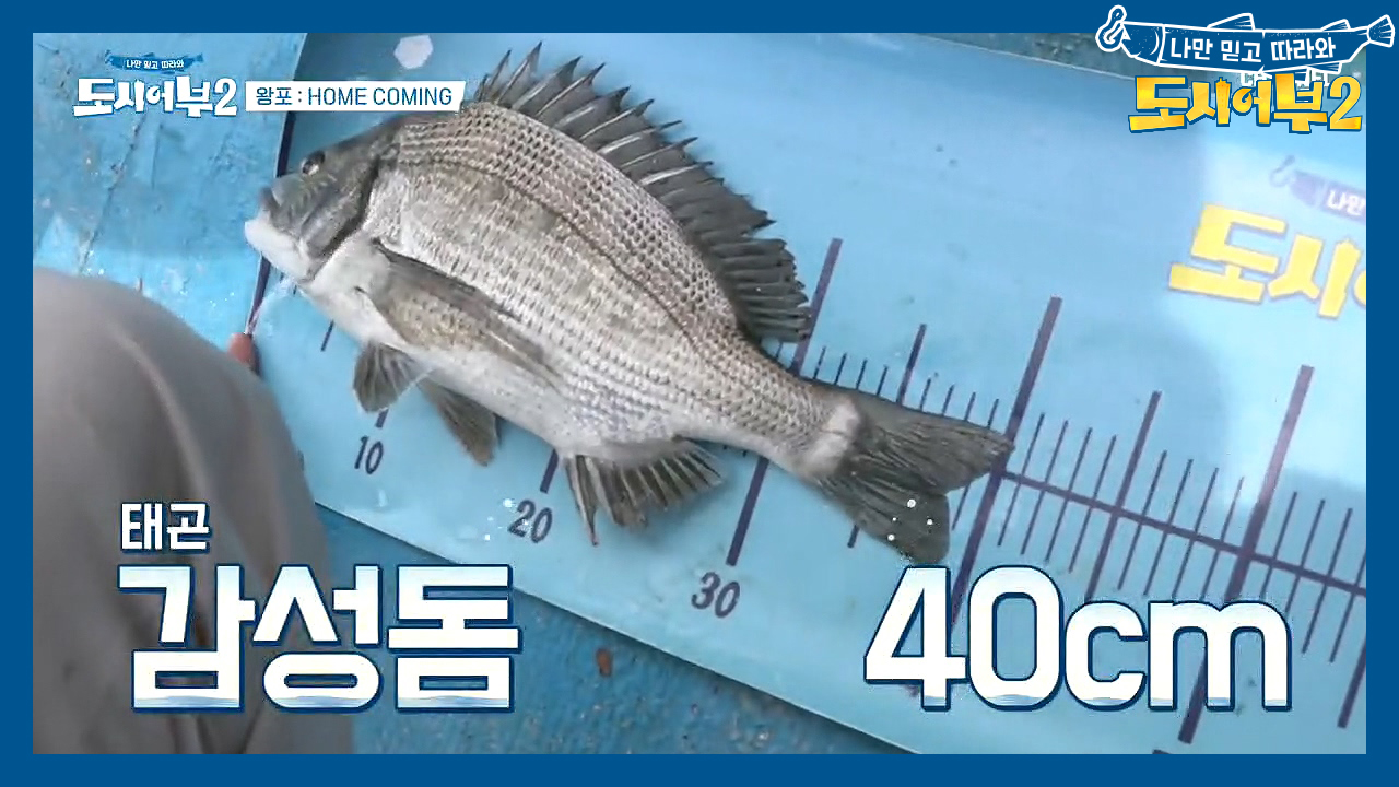 5짜 가능성이 보인다~!! KING태곤의 4짜 감성돔 힛뜨으↗ (ft. ...