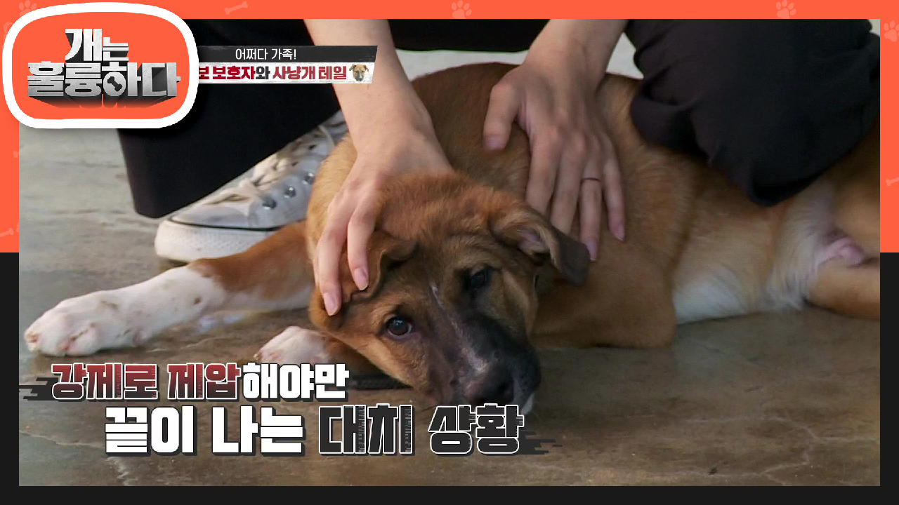 1층에 따로 격리되어 살게 된 이유는? 테일이의 심한 입질! | KBS 210712 방송