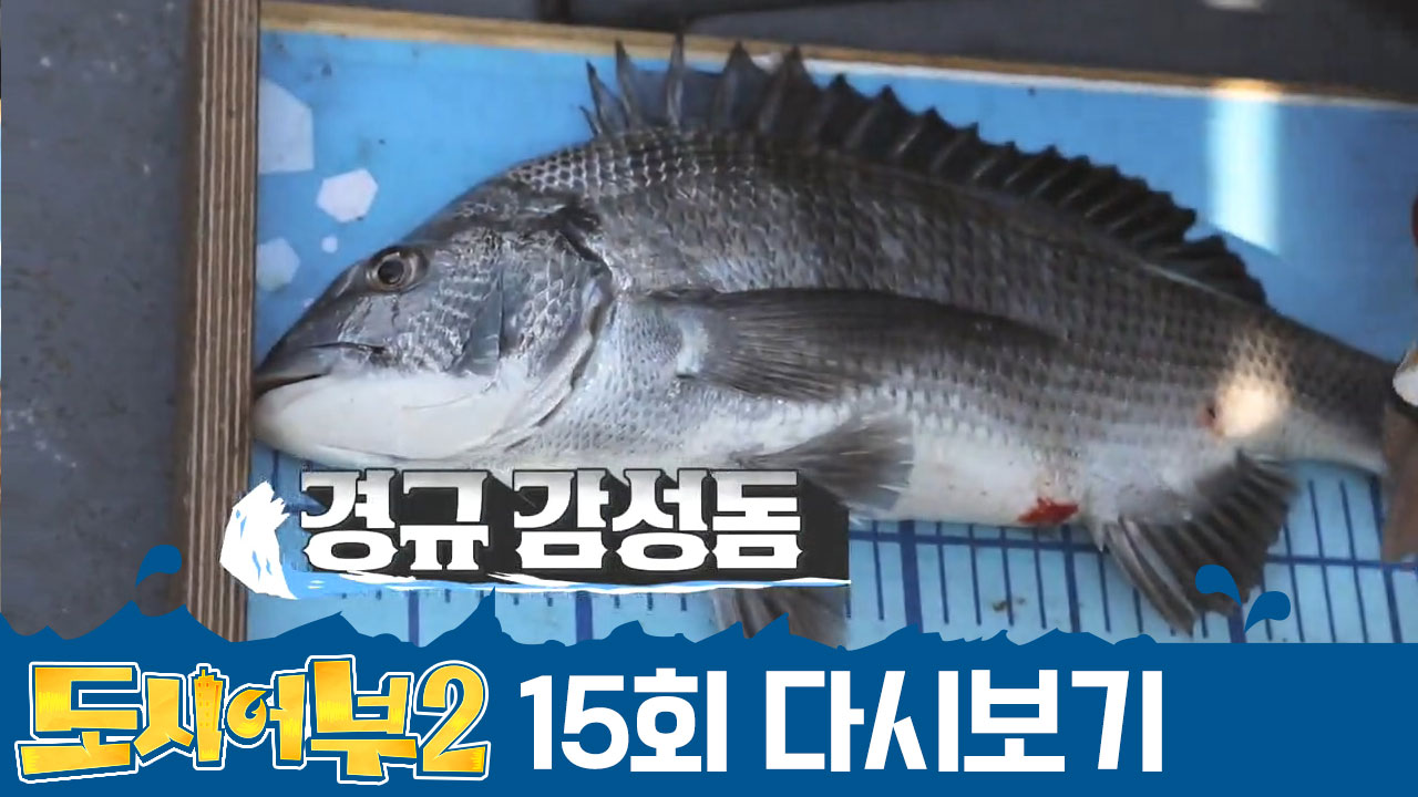 캬~ 나.의.실.력.에.취.한.다★ 황금배지의 주인공, 킹경규! 45cm 감성돔 HIT!!