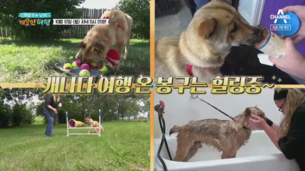 [예고] 오늘은 봉구데이! 봉구는 힐리중~☆ - kakaoTV [예고] 오늘은 봉구데이! 봉구는 힐리중~☆